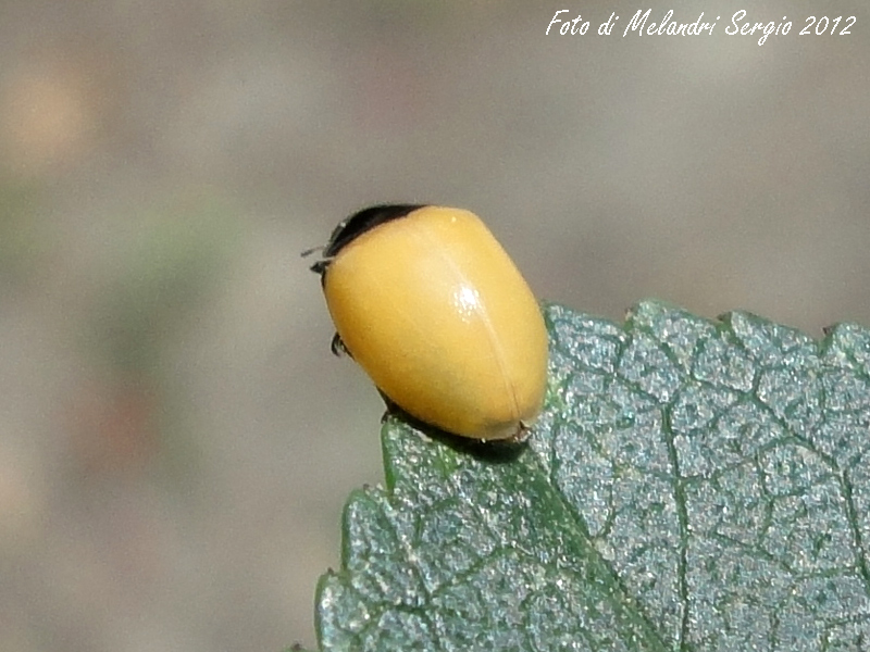 Harmonia Axyridis ???